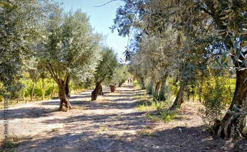 Olive and Vine: Ancestral Harmony in the Terraced Slopes of the Douro in Portugal