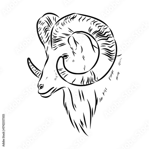 Altai mountain sheep, vector sketch