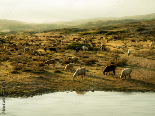 herd of sheep in the mountains