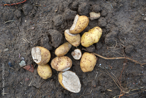 potatoes on the field left after harvesting