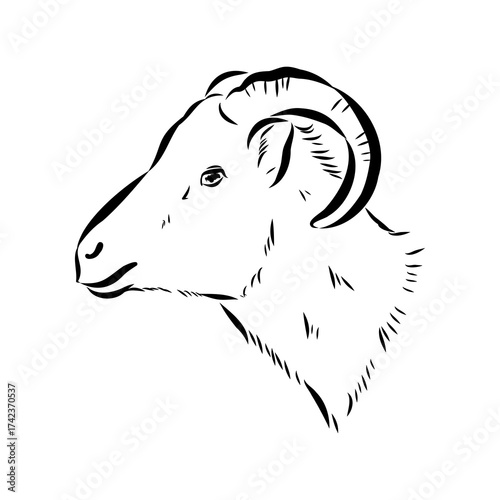 Altai mountain sheep, vector sketch