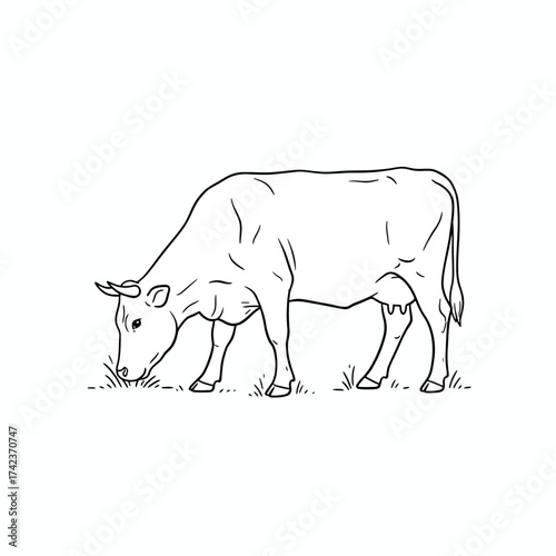 Monochrome line art illustration of a domestic farm cow peacefully grazing on fresh green grass, embodying agricultural life and livestock farming practices in a simple graphic style