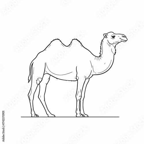 Detailed hand-drawn line art illustration of a majestic lion, showcasing its powerful posture and flowing mane, a symbol of regal strength and the wild spirit