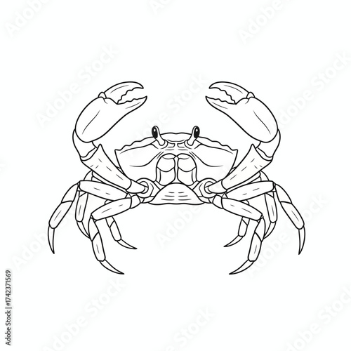 Elegant black and white line art illustration of a marine crab, highlighting its distinctive claws and detailed body, perfect for educational materials or ocean-inspired creative projects