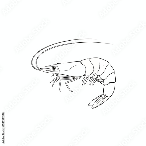 Detailed line art illustration of a marine shrimp, highlighting its iconic segmented body and graceful form, ideal for seafood menus or educational materials