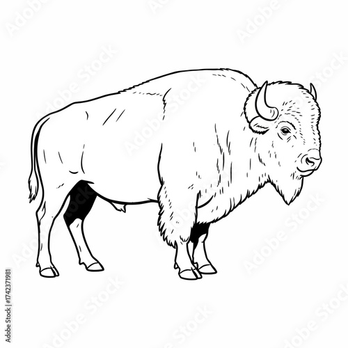 Striking black and white line art illustration of an American bison. Highlighting the majestic silhouette and shaggy fur of this iconic wildlife creature
