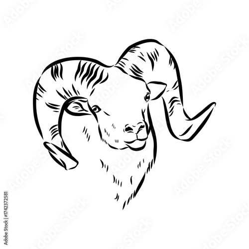 Altai mountain sheep, vector sketch