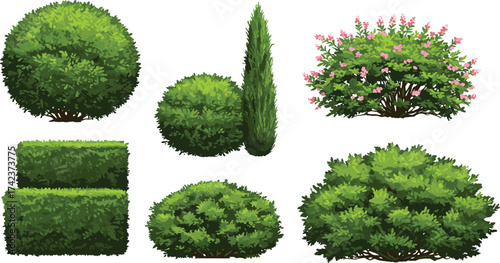 Flowering shrub, conical bush, trimmed hedge, rounded greenery, ornamental foliage, garden plants, outdoor vegetation, landscape design, cad drawing flat vector illustration