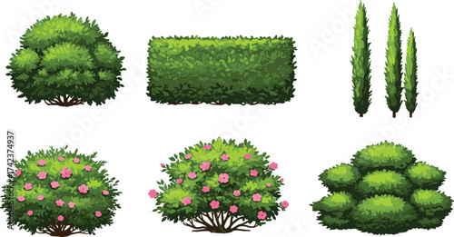 Flowering shrubs, conical cypress, trimmed hedge, tiered bush, ornamental greenery, garden plants, outdoor foliage, landscape vegetation, cad drawing flat vector illustration