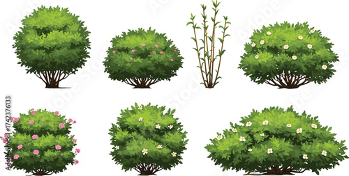 Flowering shrubs, pink blossoms, white flowers, vertical stem plants, ornamental greenery, garden bushes, outdoor foliage, landscape vegetation, cad drawing flat vector illustration