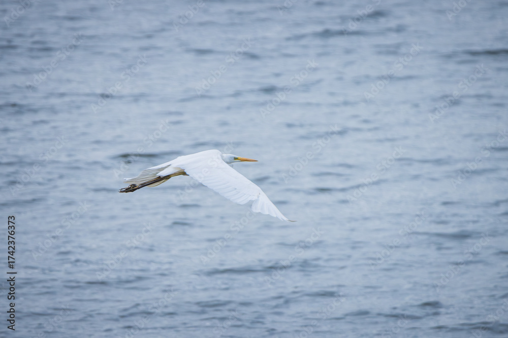 Fototapeta premium white great egret against water