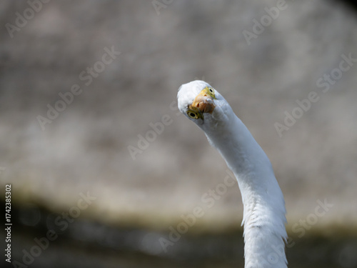 ダイサギの正面顔と変なポーズ