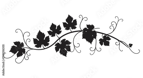 Ornate black grapevine vine swirl with leaves decorative flourish element isolated on white background silhouette design isolated on white background