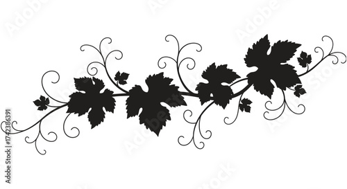 Elegant silhouette of grapevines with swirling tendrils and leaves decorative element isolated on white background silhouette design isolated on white background