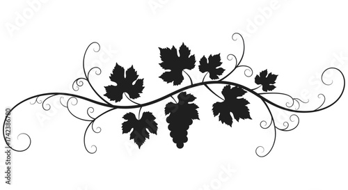 Elegant black silhouette of grapes and vines with swirling tendrils decorative element isolated on white background silhouette design isolated on white background