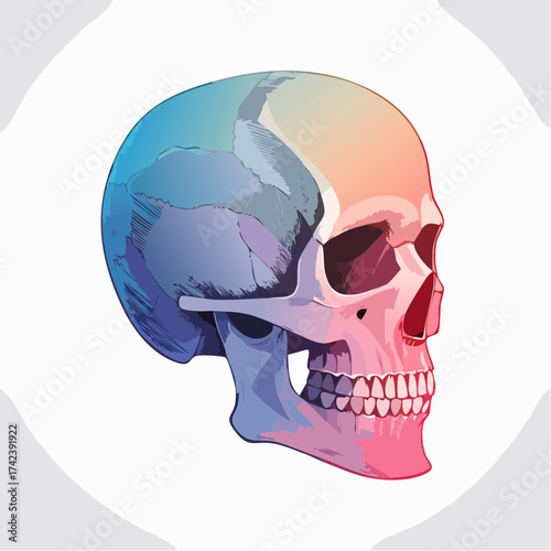 Colorful skull illustration with blue, purple, orange, and pink hues on a white background.