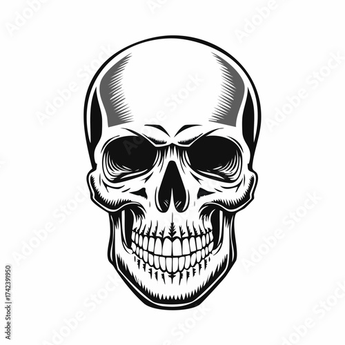 Detailed black and white illustration of a human skull with teeth.