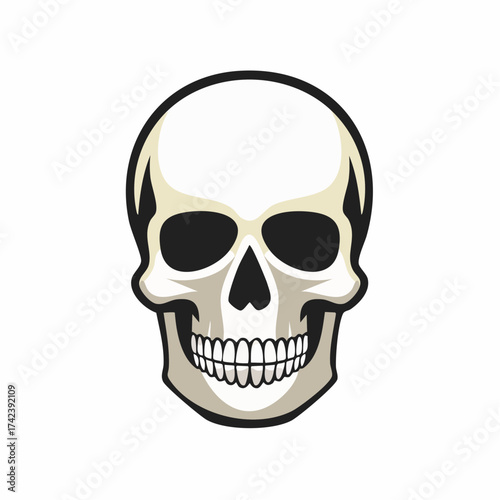 Human Skull Illustration on White Background.