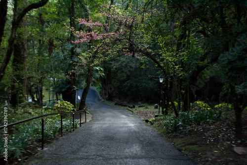 Pathway in the park with beautiful blooming tree in the morning