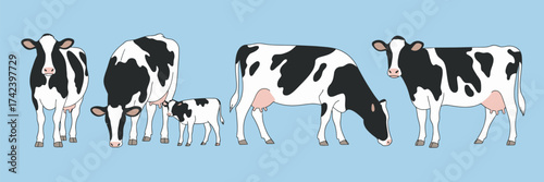 Dairy milk cow and calf set, domestic livestock, cute farm animals, Holstein breed with spots, grazing, standing, walking, cattle profile, isolated flat vector illustrations on white background.