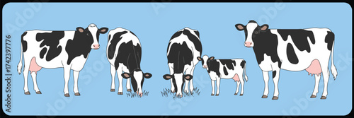 Dairy milk cow and calf set, domestic livestock, cute farm animals, Holstein breed with spots, grazing, standing, walking, cattle profile, isolated flat vector illustrations on white background.