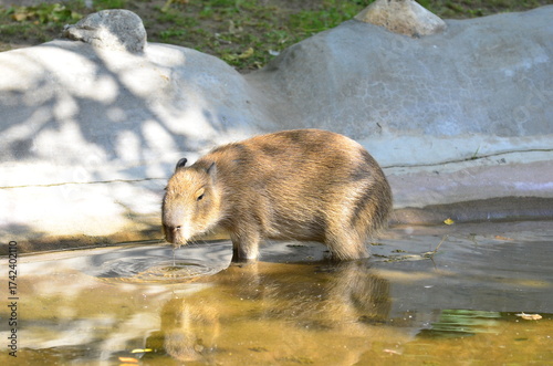 A capybara drinks water from a pond