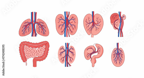 Anatomical icons showing vascular systems of human organs with red and blue vessels displayed on a white background