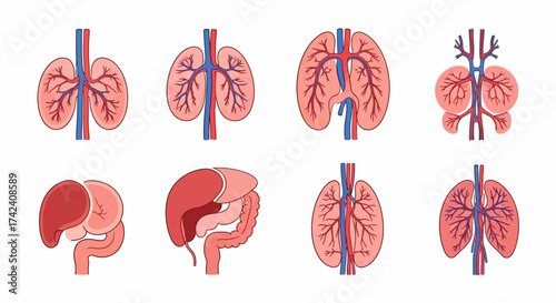 Anatomical icons showing vascular systems of human organs with red and blue vessels displayed on a white background