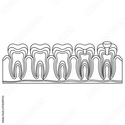 Stylized illustration of human teeth in a row with internal structure
