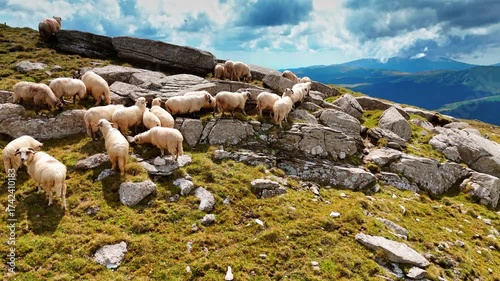 Sheep gathered near mountain rocks. A group of sheep grazing and resting near large mountain rocks in Romania.