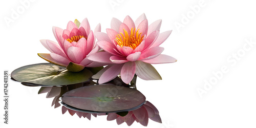  Pink Water Lily Flowers and Bud on Floating Pads