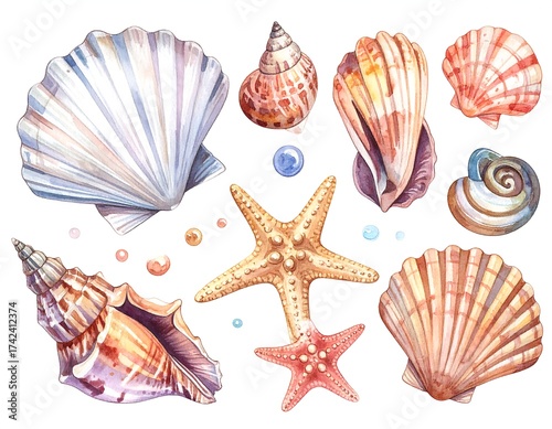 Watercolor illustration of various seashells and starfish on a white background