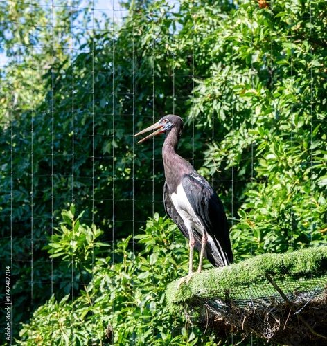Black stork stands on a grassy platform