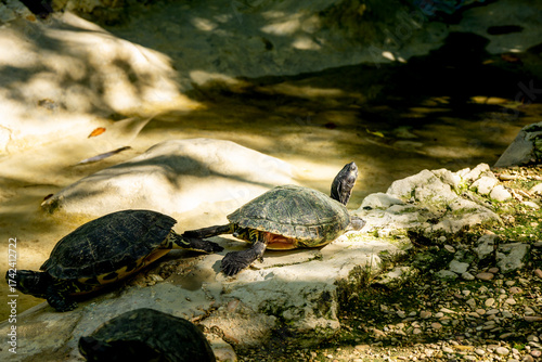 turtle on the rocks