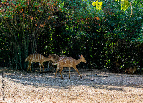Striped antelopes in the zoo