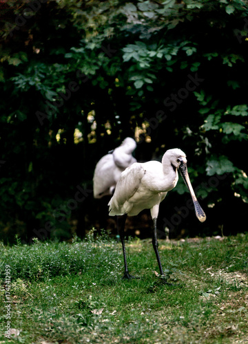 White Spatula birds in the park