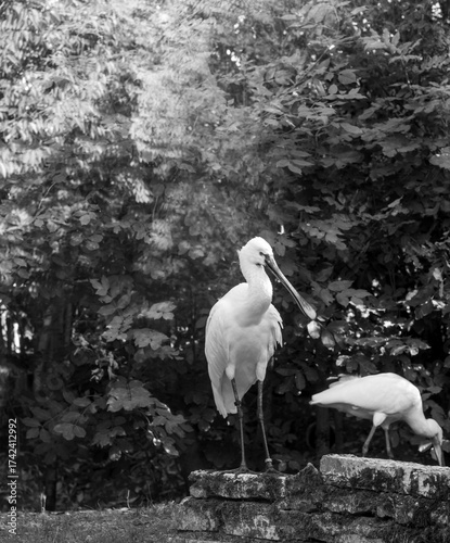 Great white Eurasian spoonbill