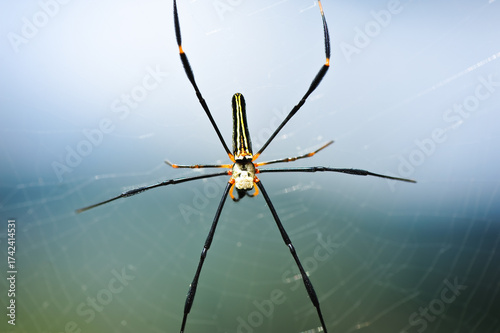 Spider hanging from its web in a tropical rain forest