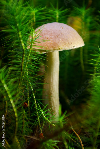 mushroom in the forest