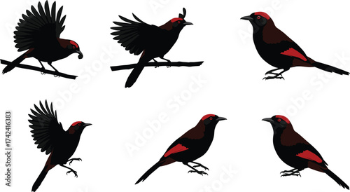 Black and red bird vector illustration, perched and flying poses, stylized plumage artwork, wildlife identification, ornithology concept, artistic avian design, nature theme