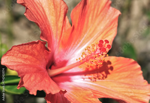 Red hibiscus flowers in the garden, Thailand. 