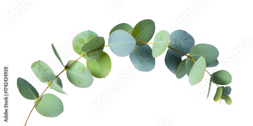 Single Curved Eucalyptus Branch with Green and Blue Leaves Isolated on a Transparent Background.