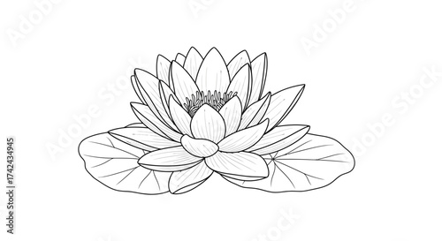 Delicate water lily outline showcasing intricate petal structure and leaf details against a