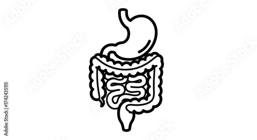 Detailed Line Art Depiction of the Human Digestive System and Gut Anatomy
