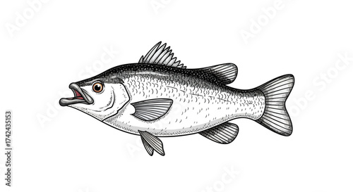 Detailed illustration showcases the serene beauty and anatomical detail of a fish specimen