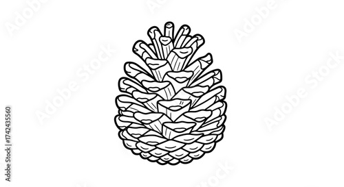 Detailed line art of a pine cone illustration for botanical study or decorative design