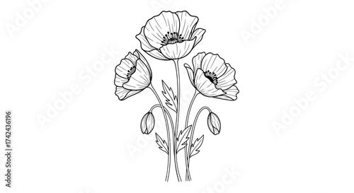 Elegant line art illustration featuring a trio of poppy flowers with delicate petals and buds