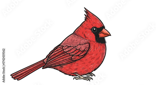 Vibrant cardinal artwork showcasing intricate feather details and striking red plumage against