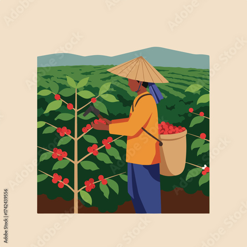 Person in cone hat harvests red berries from plants in a field