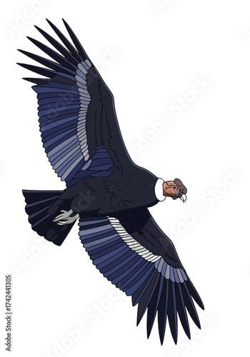 Majestic Andean Condor Flying Flat Vector Illustration